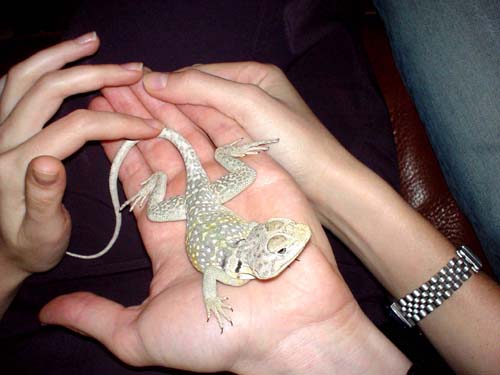 lizard