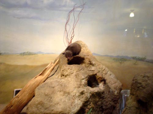 museum