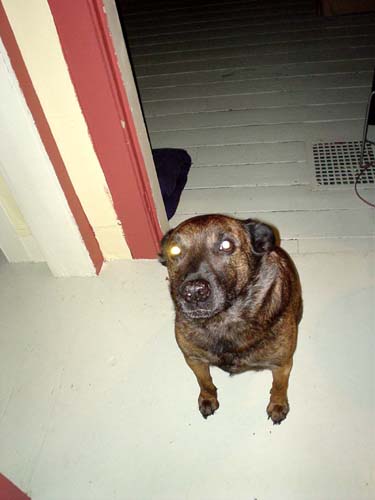 dog