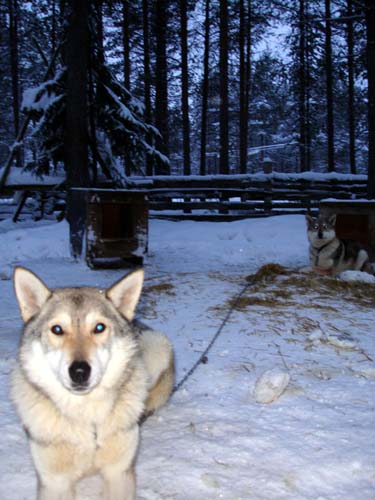 dogs