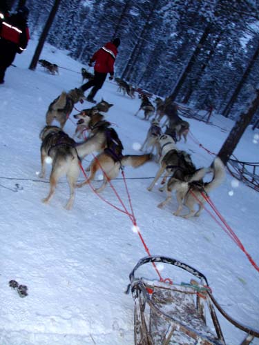 dogs