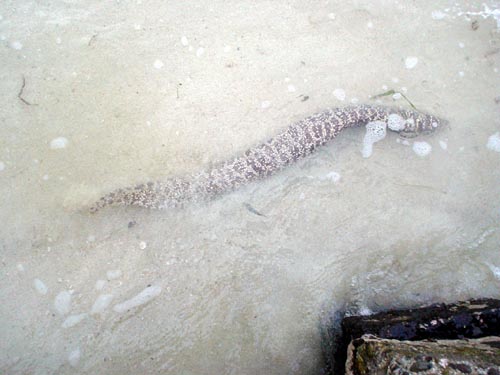 eel
