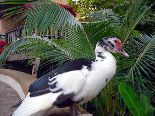 duck