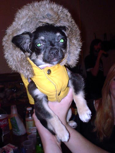 dogs in outfits