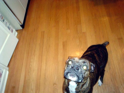 dog