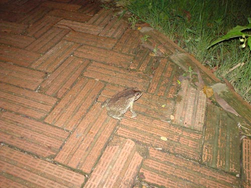toad