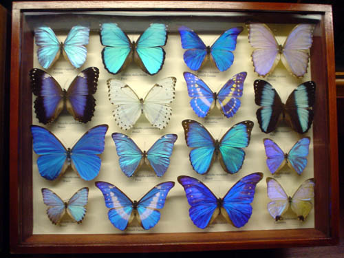 butterfly