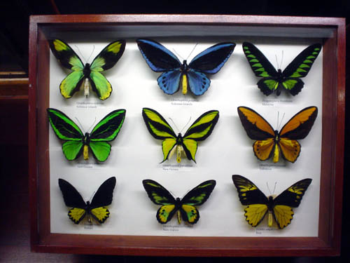 butterfly