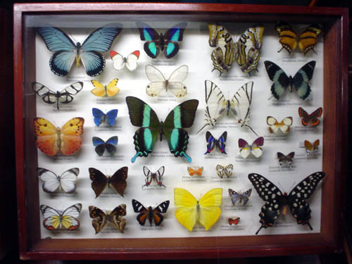 butterfly