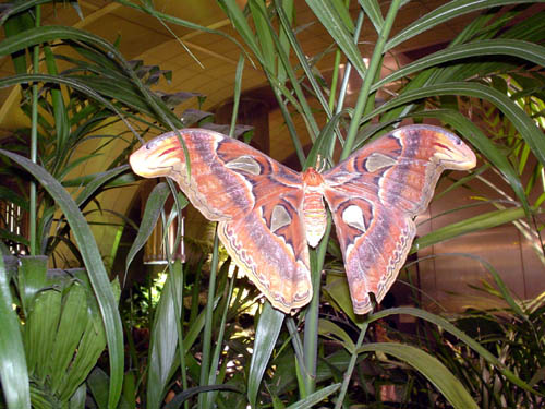 moth