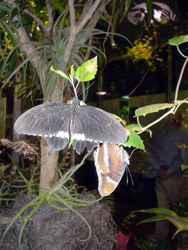 moth