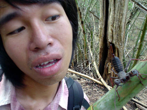 vinegaroon