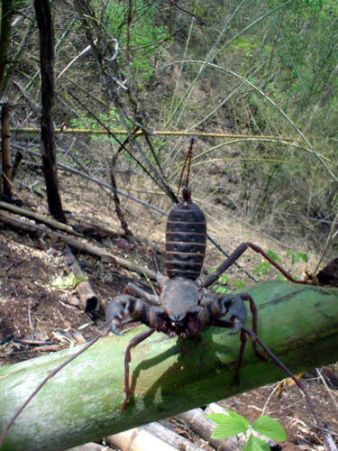 vinegaroon