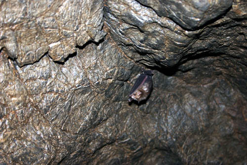 bats