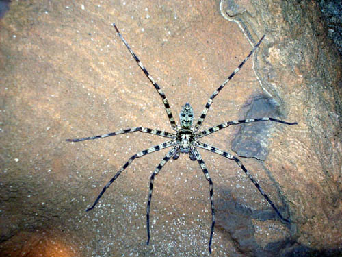 spider