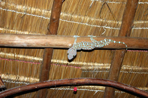 lizard