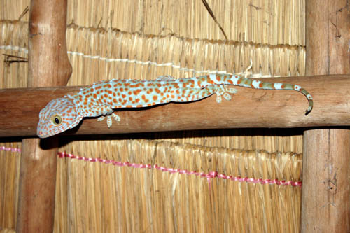 lizard