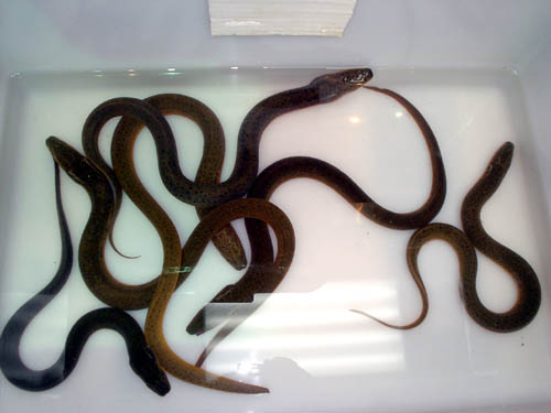 eel