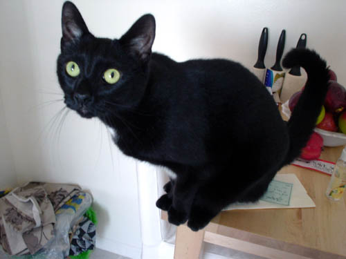 cat