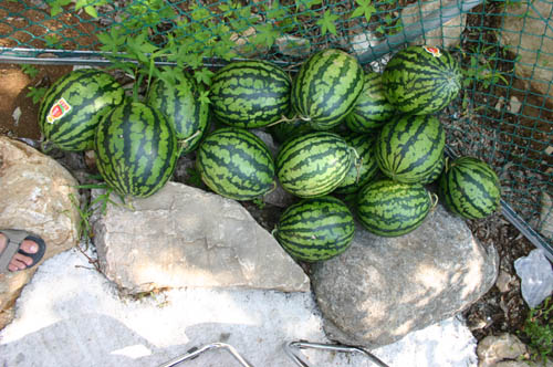 watermelon