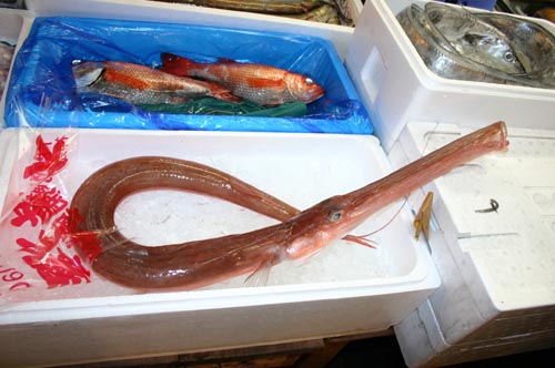 trumpetfish