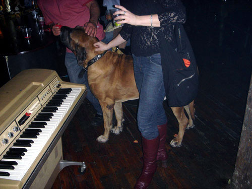 dog