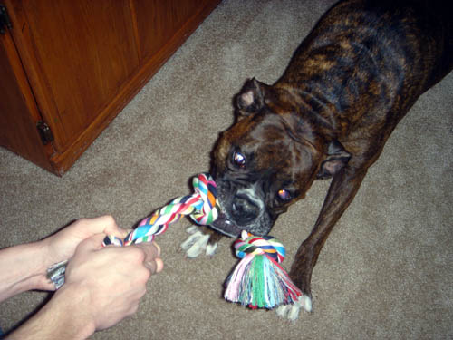 dog