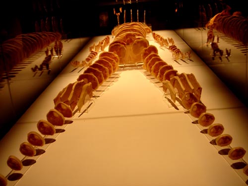 plastination
