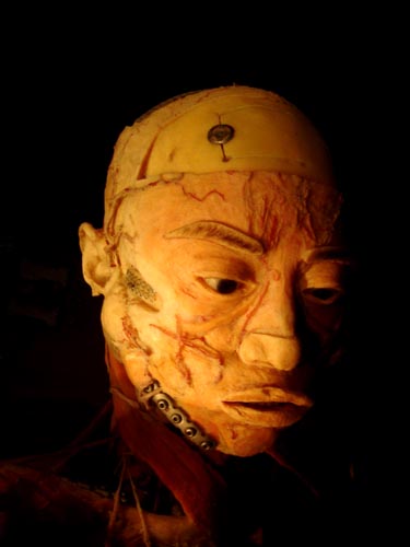 plastination