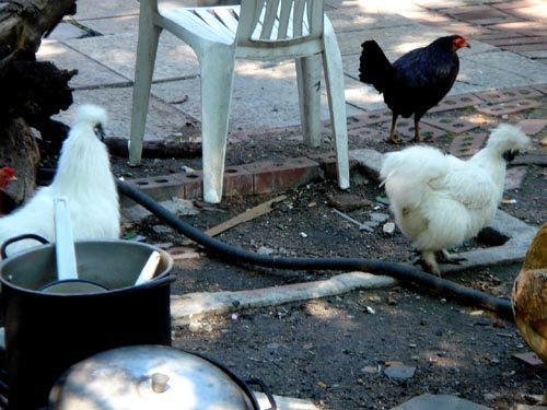 chickens