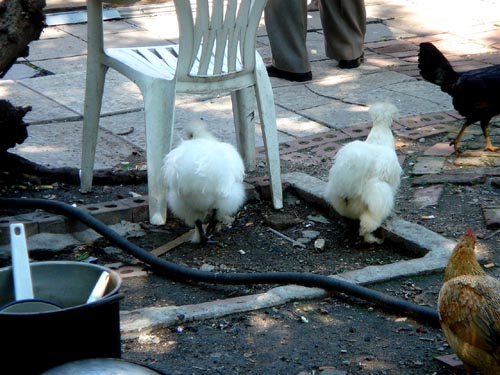 chickens