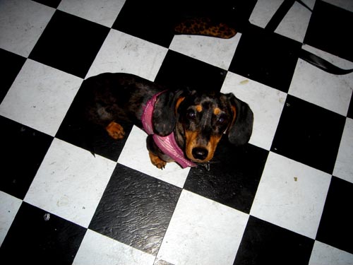 edie