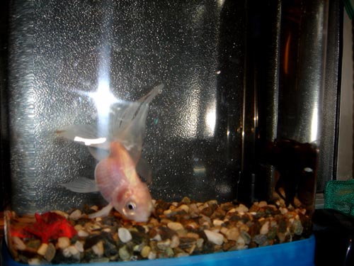 fish