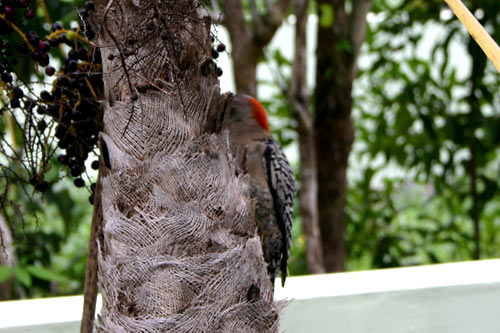 bird