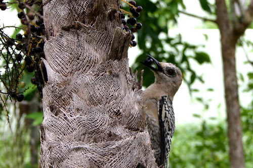 bird