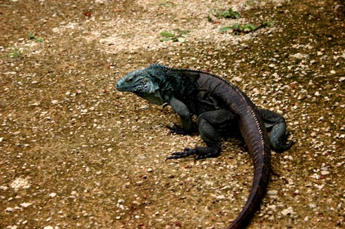 lizard