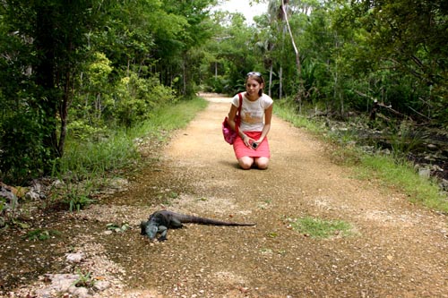 lizard