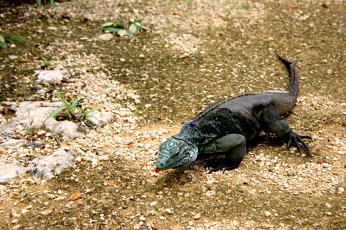 lizard