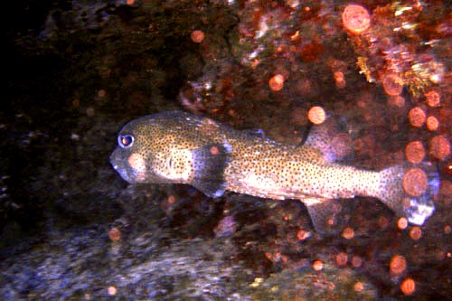pufferfish