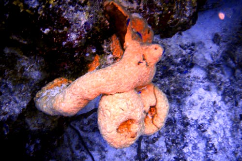 scuba
