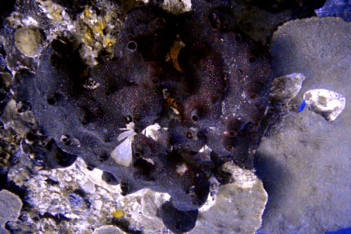 scuba