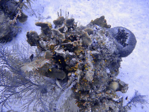 scuba