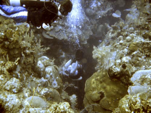 scuba