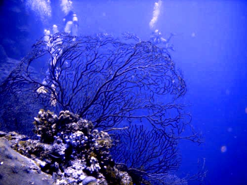 scuba