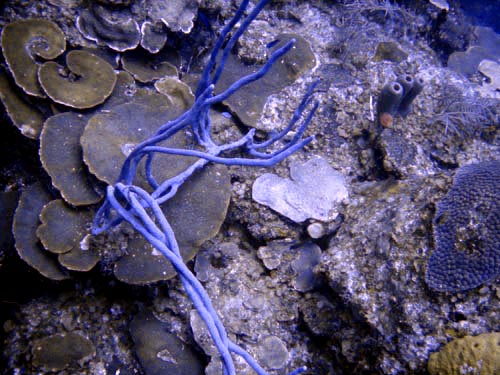 scuba