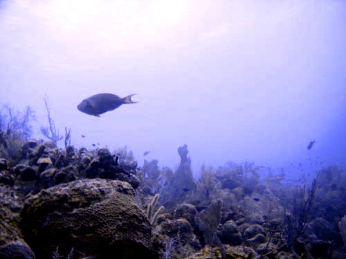 scuba