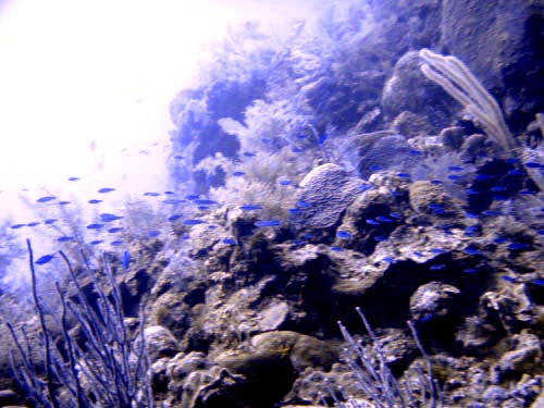 scuba