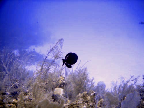 scuba