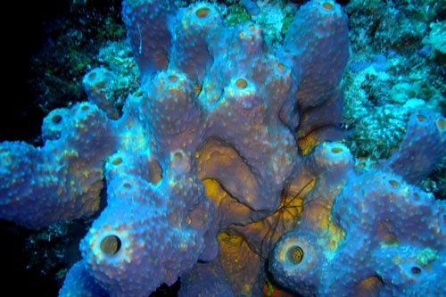 scuba