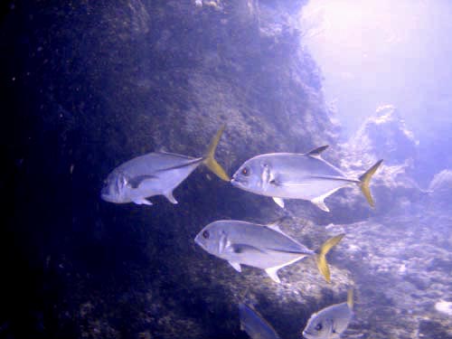 scuba